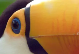 Tukane sind stehts darauf erpicht, ihre pflanzliche Nahrung mit tierischem Protein anzureichern.