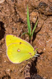 Ein Orangeroter Heufalter sammelt Mineralien im Boden.