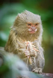 Zwergseidenäffchen Zoe. Zwergseidenäffchen Zoe.