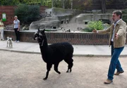 Georg Baumgart (Gunter Scho&szlig;) versucht, ein Alpaka einzufangen. Harry wurde von einem streunenden Hund (im Hintergrund) durch den ganzen Zoo gejagt.