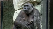 Das 14 Tage alte Gorillababy Xetsa im Frankfurter Zoo ist endlich wieder zur&uuml;ck bei der Mama.