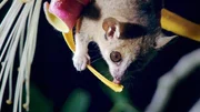 Winzige, nachtaktive Mausmakis (Microcebus sp.) sind die kleinsten Primaten der Welt und nur eine von &uuml;ber hundert Lemurenarten, die auf der Insel Madagaskar vorkommen.