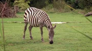 Zebrastute Hanni aus dem Opel Zoo Kronberg sollte l&auml;ngst ihre Fohlen geworfen haben.
