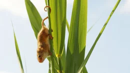 Zwergmaus: Schilfbewohner am Rande mancher Feuchtgebiete und geschickter Kletterer in Schilfhalmen.