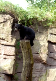 Hoch her geht es bei den Klettertouren der Brillenb&auml;renkinder. Sie kommen nur runter, wenn es was zu bei&szlig;en gibt.