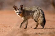Der L&ouml;ffelhund ist ein typischer Bewohner der Kalahari-W&uuml;ste in Namibia.