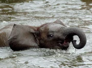 Das Elefantenbaby der Elefantenkuh Pori ist da. Der kleine Elefant, Kando, kam überraschend schnell auf die Welt und musste gleich Bekanntschaft mit dem Wasser schließen - eine aufregende Angelegenheit! Das Elefantenbaby der Elefantenkuh Pori ist da. Der kleine Elefant, Kando, kam überraschend schnell auf die Welt und musste gleich Bekanntschaft mit dem Wasser schließen - eine aufregende Angelegenheit!