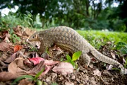 Taiwanesischer Pangolin