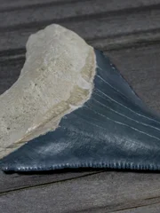 Megalodon Shark Tooth from Bone Valley.