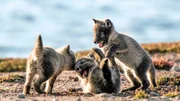 In den ersten Frühlingstagen machen Polarfuchswelpen ihre ersten Schritte. In den ersten Frühlingstagen machen Polarfuchswelpen ihre ersten Schritte.