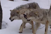 Ein Wolf-Trio Ein Wolf-Trio