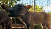 Diese Warzenschweinbabies wurden ohne Mutter aufgefunden.