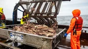 Wizard crew dumping crab on the table, table full of king crab