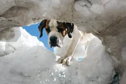 Ein Bernhardiner als Lawinensuchhund im Gebirge ein Bild, das der Vergangenheit angeh&ouml;rt. Heute werden die Hunde nicht mehr zur Rettung ben&ouml;tigt.