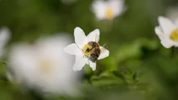 Speisekammer Wald: Anfang des Jahres sind Fr&uuml;hbl&uuml;her wie das Buschwindr&ouml;schen eine wichtige Nahrungsquelle f&uuml;r Honigbienen.