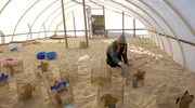 Geburtshilfe f&uuml;r Schildkr&ouml;ten: Tiersch&uuml;tzer am Strand von Todos Santos sorgen mit einer Art Gew&auml;chshaus daf&uuml;r, dass der Sand die richtige Bruttemperatur bekommt.