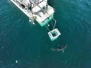 Draufsicht auf einen K&auml;fig mit Hai und Boot.