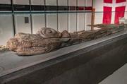 Die h&ouml;lzerne Galionsfigur der &bdquo;Gribshunden&ldquo; (dt.: Greifhund) war Skulptur und zugleich eine zentrale St&uuml;tze des dreieckigen Vorschiffs.