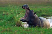 Nilpferde sind im botsuanischen Okavangodelta beheimatet.