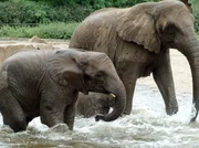 Elefanten beim Baden.