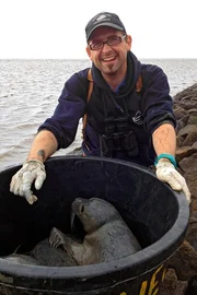 Rettung im Watt, Jan Dohndorf hat zwei gestrandete Heuler eingefangen.