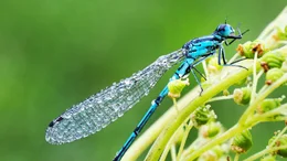 Gro&szlig;e K&ouml;nigslibelle. Rund 17 nachgewiesene Libellenarten leben im steirischen P&uuml;rgschachen Moor zwischen Admont und Liezen.