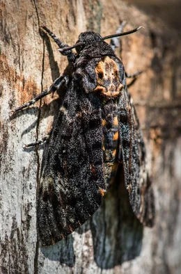 Ein Honigdieb, der f&uuml;r sich arbeiten l&auml;sst: Der Totenkopfschw&auml;rmer pl&uuml;ndert die Waben der Bienen. Pflanzennektar kann der gr&ouml;&szlig;te Nachtfalter Europas mit seinem R&uuml;ssel nicht aufnehmen.