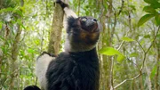 Der Schwarz-wei&szlig;e Vari-Lemur (Varecia variegata), eine von &uuml;ber 100 verschiedenen Lemurenarten &ndash; die ausschlie&szlig;lich auf Madagaskar vorkommen und vermutlich von einem gemeinsamen, weit entfernten Vorfahren abstammen.