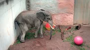 Elefantenbulle Tamo im Opel Zoo Kronberg muss im Spieleparadies zeigen, wie gut sein Ballgef&uuml;hl ist.