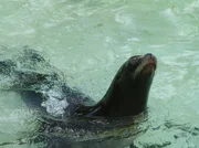 ARD/rbb PANDA, GORILLA & CO. Teil 57 - Geschichten aus dem Zoo Berlin und Tierpark Berlin. Seel&ouml;win Conny (Foto) aus dem Zoo Berlin ist von "Frauenheld" Enzo gedeckt worden. Mit Folgen? Der Ultraschall soll Klarheit bringen.