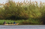Wer mit dem Boot durch das Okavangodelta f&auml;hrt, einem riesigen Binnenflussdelta im Norden Botsuanas, kommt oft an &uuml;berschwemmten Grasfl&auml;chen vorbei.