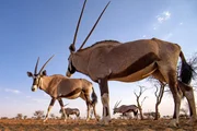 Die Oryxantilope ist das Wappentier Namibias.
