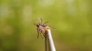 Zecken k&ouml;nnen Menschen mit Borreliose infizieren. Borreliose-Hotspots verraten, welche Rolle unser eigenes Handeln bei der Verbreitung des Erregers spielt.