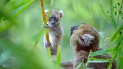 Eine Mutter und ihr Jungtier des Gro&szlig;en Bambuslemuren (Prolemur simus). Fossilien belegen, dass diese Art fr&uuml;her weite Teile der Insel besiedelte. Durch die massive Zerst&ouml;rung der Bambusw&auml;lder kommt sie heute jedoch nur noch in wenigen kleinen Gebieten im S&uuml;dosten Madagaskars vor.