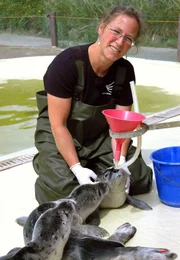 Tierpflegerin Tanja Rosenberg p&auml;ppelt die geschw&auml;chten Tiere auf in der Seehund-Aufzuchtsstation Friedrichskoog.