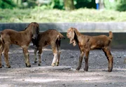 Sechs kleine L&auml;mmer wurden bei den Langohrziegen geboren.