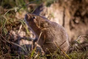 Picture Shows: Water vole, Cairngorms, Scotland. A male water vole sniffs the air for the scent of females during the mating season. It is the UK&rsquo;s fastest declining mammal and The Highlands is a stronghold. Across the UK water voles usually live by gentle rivers but in the highlands they negotiate a more challenging landscape.