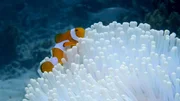 Alle Arten der bunten Anemonenfische sind immun gegen das Gift der Seeanemonen. Alle Arten der bunten Anemonenfische sind immun gegen das Gift der Seeanemonen.