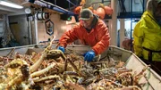 Clark sorting crab on the table