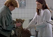 Dr. Susanne Mertens (Elisabeth Lanz) untersucht mit einem Tierpfleger (Komparse) einen jungen Leoparden.