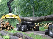 Picking up wood logs