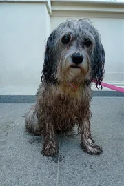 Fidus &ndash; Die Ursache aller Probleme