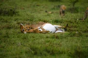 Gepardenmutter erlegt eine Gazelle. Gepardenmutter erlegt eine Gazelle.