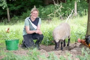 Bei Herscheid im Sauerland liegt der Biohof Nebling-Stamm. Conny und ihr Mann Mario haben den Hof gegründet und gestalten ihn Stück für Stück. Bei Herscheid im Sauerland liegt der Biohof Nebling-Stamm. Conny und ihr Mann Mario haben den Hof gegründet und gestalten ihn Stück für Stück.