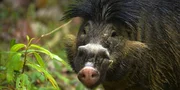 Eine endemische Art auf den Philippinen: das Visayas-Pustelschwein, das eine auff&auml;llige Nackenm&auml;hne tr&auml;gt.