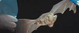 Flederm&auml;use werden als m&ouml;gliche &Uuml;bertr&auml;ger des Coronavirus vermutet.