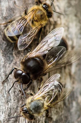 Eine Drohne (Mi.) und zwei Arbeiterinnen: Dank ihrer gro&szlig;en Komplexaugen lassen sich die m&auml;nnlichen Drohnen der Honigbienen gut von den weiblichen Arbeiterinnen unterscheiden.