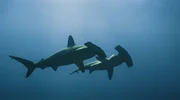 Hammerhaie kommen nach Hawaii, um auf Partnersuche zu gehen. Ein Verhalten, dass bisher noch nicht beobachtet wurde.
