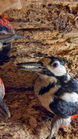 Hungrige Schn&auml;bel: Im Minutentakt bringen die Buntspecht-Eltern Nahrung zu ihren K&uuml;ken.