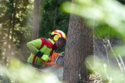 Ein Mitglied der Landjugend Tamsweg f&auml;llt einen Baum.